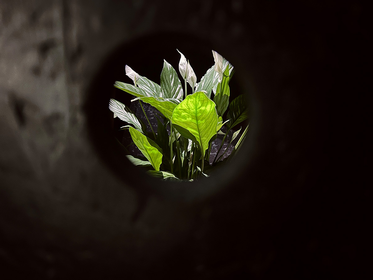 Are We All Here?, Eduardo Kac’s work Teleporting an Unknown State, 1994–1996, adapted 2021