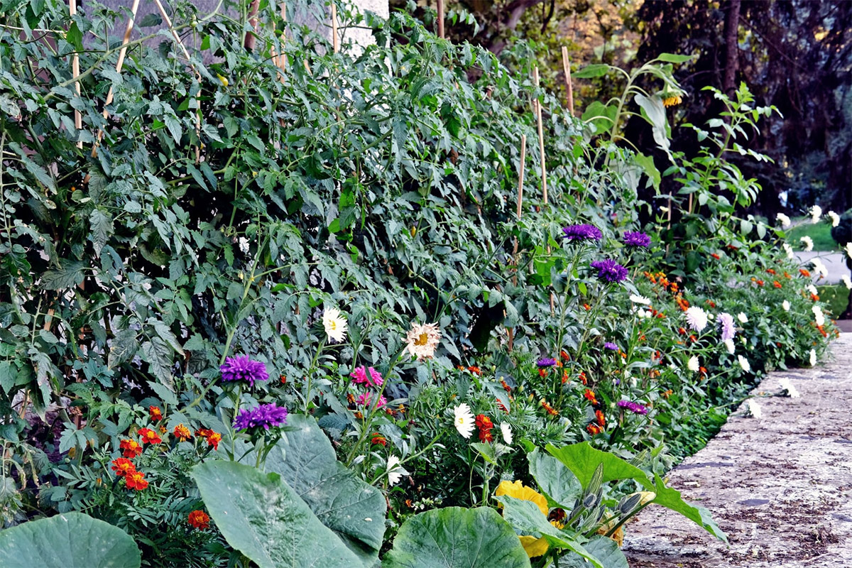 Lilia Nenescu, Guerrilla gardening in the central park, in the pocket garden of the former Guguta Cafe, july 2019. Photo: Vitalie Sprânceană.